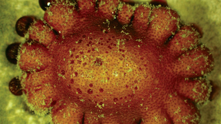 The Hidden Connection Between Sex And Bio-Fuels